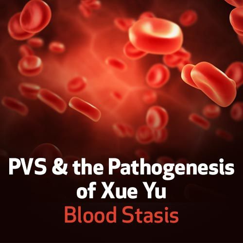 PVS & the Pathogenesis of Xue Yu - Blood Stasis