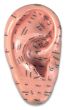 Zone Ear Auricular Acupoint Model 17cm