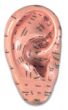 Zone Ear Auricular Acupoint Model 17cm