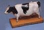 Animal Acupuncture Models - Cow