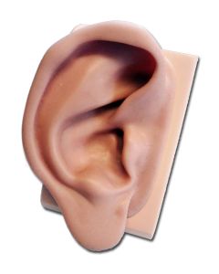 Silicone Ear Model for Practising (Right)