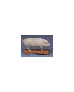 Animal Acupuncture Models - Pig