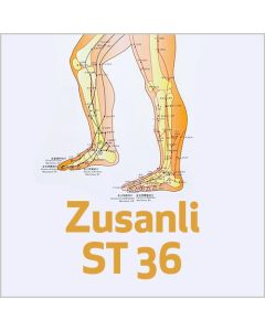 Zusanli - ST 36
