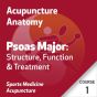 Acupuncture Anatomy Series - Course 1