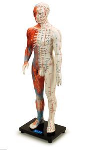 Anatomical & Acupuncture Body Model 60 cm
